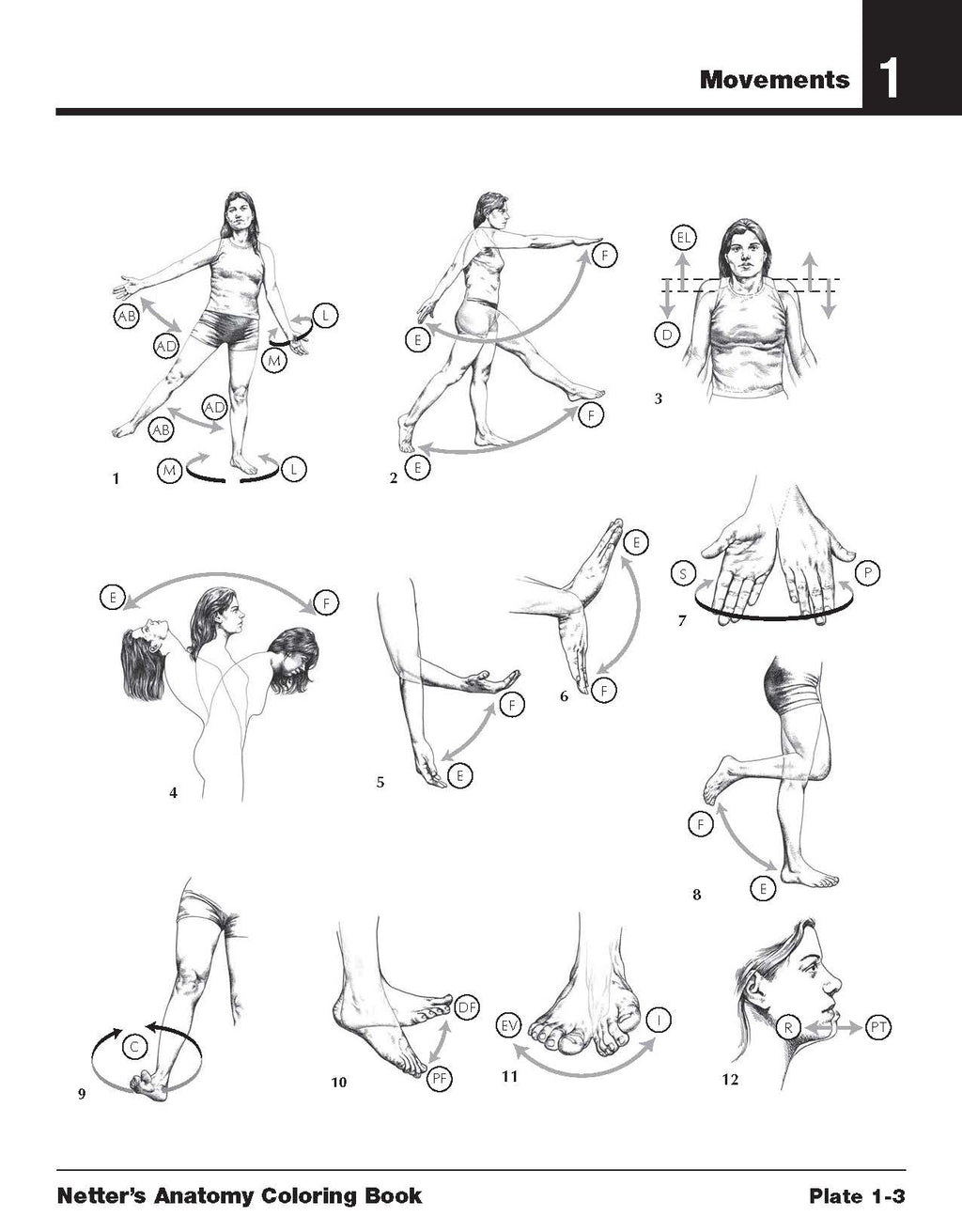 Netter's Anatomy Coloring Book 2nd Edition — Complete Human Body Study Guide (PDF)