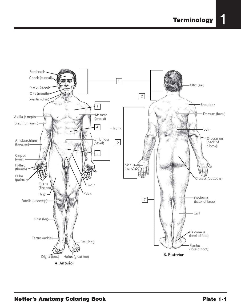 Netter's Anatomy Coloring Book 2nd Edition — Complete Human Body Study Guide (PDF)